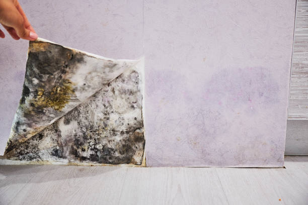 Best Commercial Mold Removal  in Watsontown, PA